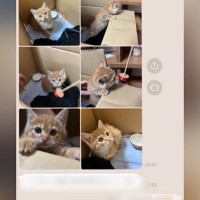 愛犬を亡くして『ペットロス』に→知り合いから届いた『1通のメッセージ』を見たら…保護子猫との予想外の出会いに「運命だったね」「お互い幸せ」