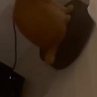 午前３時に動き出したロボット掃除機→上を見たら、猫が……『まさかの光景』に爆笑の声続出「起きることを理解してて賢いｗ」「キツいねｗ」