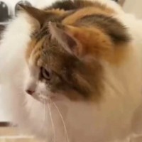 『バランス感覚良すぎ』→三毛猫が乗っていた場所とは……想像を超えてくる『驚きの光景』に「体操選手になれる」「人間の腕に乗れそうｗ」の声