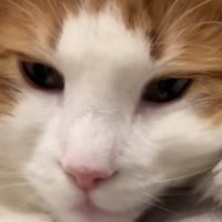 3年間『お手の訓練』を続けてきたネコちゃん→手を出されると…笑えるやり取りの瞬間が24万再生「やってやるよ感」「可愛すぎるｗ」