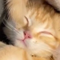 ふと見ると毛布の上で『熟睡していた子猫』…驚きの『体勢』に笑顔になる人続出「難しい形ｗ」「なんて体の柔らかさ」と16万再生