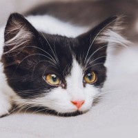 首相官邸のネズミ捕り主任　「15年間、活躍を続けるLarry」と、「その前任猫」　英国