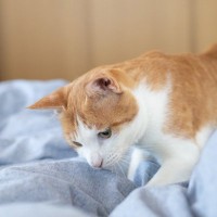 猫がトイレ以外に『砂をかける仕草』をする理由4つ　実は意外な本音が隠れている？