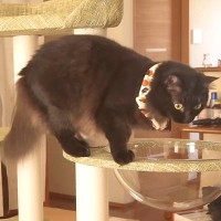 ２匹のネコのため、新しいキャットタワーを設置→初めての『透明ボウル』に…『ずっと見ていたくなる光景』が話題「下からのアングルは絶景」