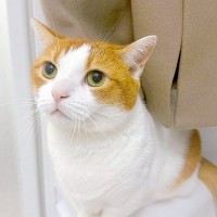 『猫の毛を取ったコート』をお風呂場にかけた結果→出かける前に見てみると…『まさかの光景』が116万表示「振り出しに戻っちゃったねｗ」