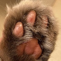 肉球周りの毛が伸びていた猫→丁寧に整えた結果…「天才すぎるでしょ」見違えるビフォーアフターに２万いいね「とっても綺麗」と絶賛の声続出