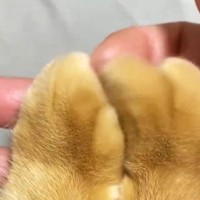 『猫の指先』をなぞってみたら…思わず触りたくなる『最高の光景』に８万いいね「夢のような眺め」「うわぁ気持ちよさそうｗ」