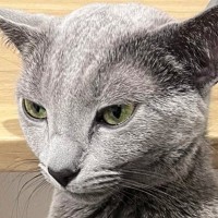 「中におっさん入ってる？ｗ」膝の上でくつろいでいたネコ→あまりにも個性的な『座り方』に爆笑の声「猫だよね？ｗ」「カンガルーかな」