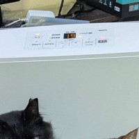 『部屋が暖まらない…』ヒーターの前を見ると→猫たちの可愛すぎる様子がSNSで反響「大集合で笑ったｗ」「心はあったまるよね」と14万表示