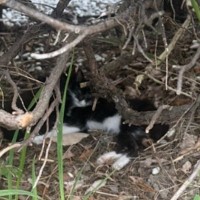 駐車場の茂みで寄り添う『2匹のやせ細った子猫』を発見→保護した結果……まさかの展開に「素晴らしい話で涙が出た」「救ってくれてありがとう」