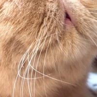 ぐっすりとお昼寝するネコ→鼻を見ると……まさかの光景が41万再生「漫画みたいｗ」「初めて見たｗ」「もはや芸術」と絶賛の声続出