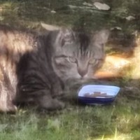 ヨーグルトのふたから陶器のお皿へ…よく家の中を覗いていた地域猫が『家族になるまでの話』に涙が出ると31万再生「泣けて泣けて」「ありがとう」