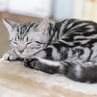 『人懐っこい性格』を持つとされている猫種5選　それぞれの魅力や傾向もご紹介