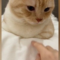おててないないをしていた猫→胸元に『指ズボ』してみた結果…可愛すぎて笑ってしまう展開が59万再生「私もしたいｗ」「ずるい」と羨望の声