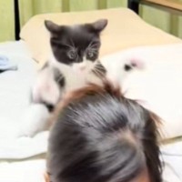 髪にじゃれついてくる『子猫』→飼い主さんが振り返ると……微笑ましすぎる光景が10万再生「だるまさんが転んだｗ」「自然と笑顔になれるｗ」