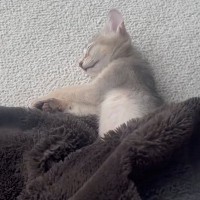 眠っていた子猫→毛布をめくってみたら…想像もしていなかった『長すぎる光景』に1万9000いいね「吹き出しちゃった」「芸術的なフォルム」