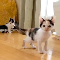 生後1ヶ月ほどの『3匹の保護子猫』がやって来ると…微笑ましすぎる『元気いっぱいな様子』に「わちゃわちゃしてて可愛いｗ」「成長が楽しみ」の声