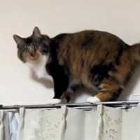 カーテンレールの上に乗っていた猫→『怒り顔』で見つめてみたら…『可愛すぎる反応』に反響「言い訳してるｗ」「怒らないでと申してる」