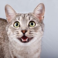 猫が『飼い主を呼んでいる』ときにみせるサイン5選　気付いてあげたい仕草や応えるコツまで