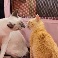 同じ日にやってきた『2匹の保護子猫』→いっしょに過ごすようになって…変化していく様子に「感動で泣いちゃった」「運命の出会い」と19万再生