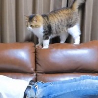 帰宅してソファで横になっていると、『猫』がやってきて…幸せいっぱいな光景に「羨ましすぎる」「私まで疲れが飛んだ」と17万再生