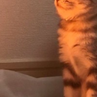 ストーブの前に座る猫→『表情』を見たら……思わず笑ってしまう光景に20万いいね「幸せ噛みしめてるｗ」「めっちゃ温まってるｗ」