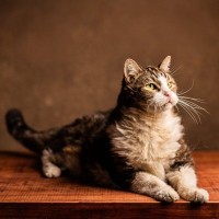 猫たちが打ち立てた『ギネス世界記録』4選　信じられない偉業の数々をご紹介