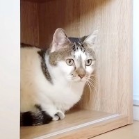 『病院に行く』と思い込む元野良猫→勘違いだと気づいた瞬間…『あからさますぎる態度の変化』に反響「見てて元気になる」「めっちゃ遊ぶやん」