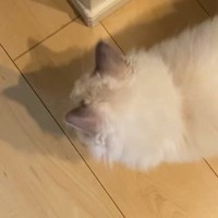 足元にいたラグドールの猫→飼い主さんが『名前を呼んでみる』と……可愛すぎる瞬間が34万再生「相棒みたいで素敵」「綺麗な猫さん」と反響