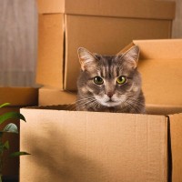 猫と一緒に『引っ越し』をする際の注意点5つ　負担を減らすために飼い主がすべきことも
