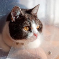 猫を苦しめてしまう危険な『皮膚病』3選　主な原因や症状、予防法まで解説