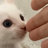 白猫の『子猫時代と今』を比較してみた結果…泣けるほど尊い『成長ビフォーアフター』に「可愛さ100点満点」「大きくなったね」と反響
