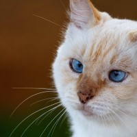 猫の体にできる『シミ』の原因とは？　放置してはいけない危険なケースも…