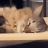 寒い冬、『薪ストーブ』をつけたら…完全に野生を失っている『ネコの様子』に爆笑の声続出「ローストされちゃうｗ」「最高の温かさだよねｗ」