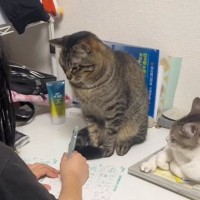 お姉ちゃんが勉強をしていると、近くで『2匹の猫』が……笑わずにはいられない光景が11万再生「めっちゃガン見されてるｗ」「圧がすごいｗ」