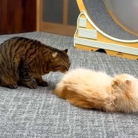 兄におしりを嗅がれるのが嫌いなネコ→怒られてもやめなかった結果…『まるでマンガのような光景』に爆笑「ゲラゲラ笑った」「なかなかのバトル」