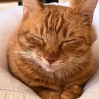 クッションの上で目を閉じていた『茶トラ猫』→少しずつ顔が下がっていって…『愛おしすぎる瞬間』が48万再生「はい優勝」「思わず声が出た」