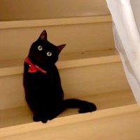 扉の向こうにいる『赤い首輪をつけた黒猫』…まるでアニメのキャラ？たまらなく可愛い光景が26万再生「ジジだ」「100点のポージング」