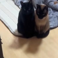 ストーブをつけると、『2匹の猫』がすぐにやって来て……『可愛すぎる瞬間』に「くっついて並んでるｗ」「近い順に焦げてて笑った」と反響