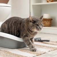 猫が快適に使える『トイレの置き場所』の条件5つ　安心できる理由や避けるべき場所も解説