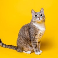 猫にとっては必要ない？人間が持っていて猫にはない『体の部位』4つ