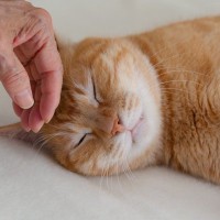 猫がみせる『甘えと依存』の違い5つ　見分けるためのコツから適切な距離感まで