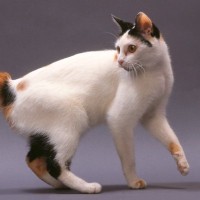 『純血種の猫』に関する豆知識4つ　どのくらい種類がいるの？国内には存在する？