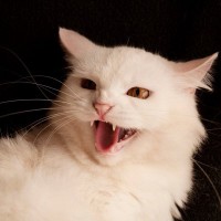 猫が『攻撃的な行動』をみせるときの注意点3つ　考えられる原因や適切な対処法も