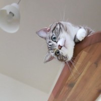 猫が『高い場所』に登りたがる理由3つ　本能が関係している？思わぬ事故を防ぐ対策術まで