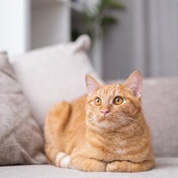 猫が『どうしても許せない』と感じる人間の習慣5つ　嫌がる理由や改善策まで解説