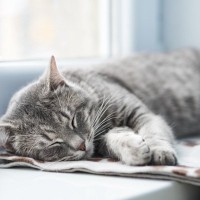 猫が『睡眠不足』になる原因4つ　危険な症状・トラブルから対処法まで