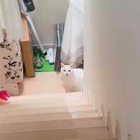 朝起きると、階段下で待っていた猫→『おはようを言いに来たの？』と聞いてみたら…尊い瞬間に「お兄ちゃん大好きなんだね」「律儀」と14万再生