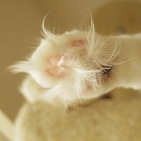 猫の『足裏の毛』は伸びたままではいけない？整えるべき理由やお手入れのポイント