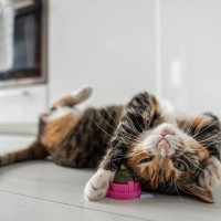 猫が夢中になる『マタタビとキャットニップ』の違い3つ　異なる注意点から安全に与える方法まで